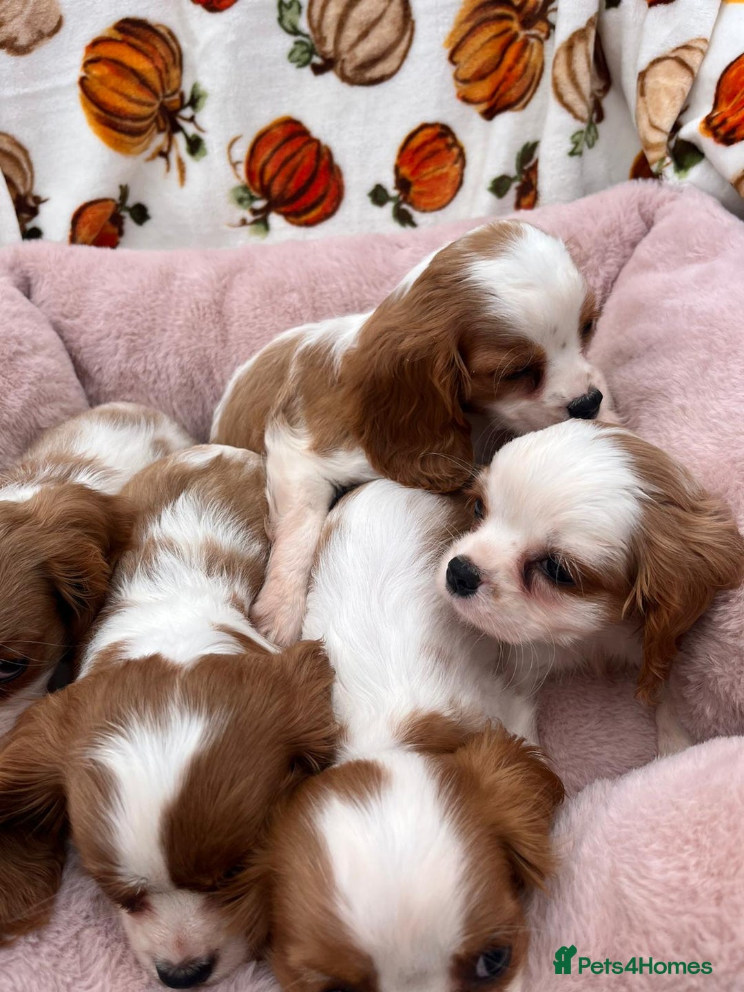 Cavalier King Charles Spaniel dogs for sale: Cavalier king Charles puppy's  - Image 6