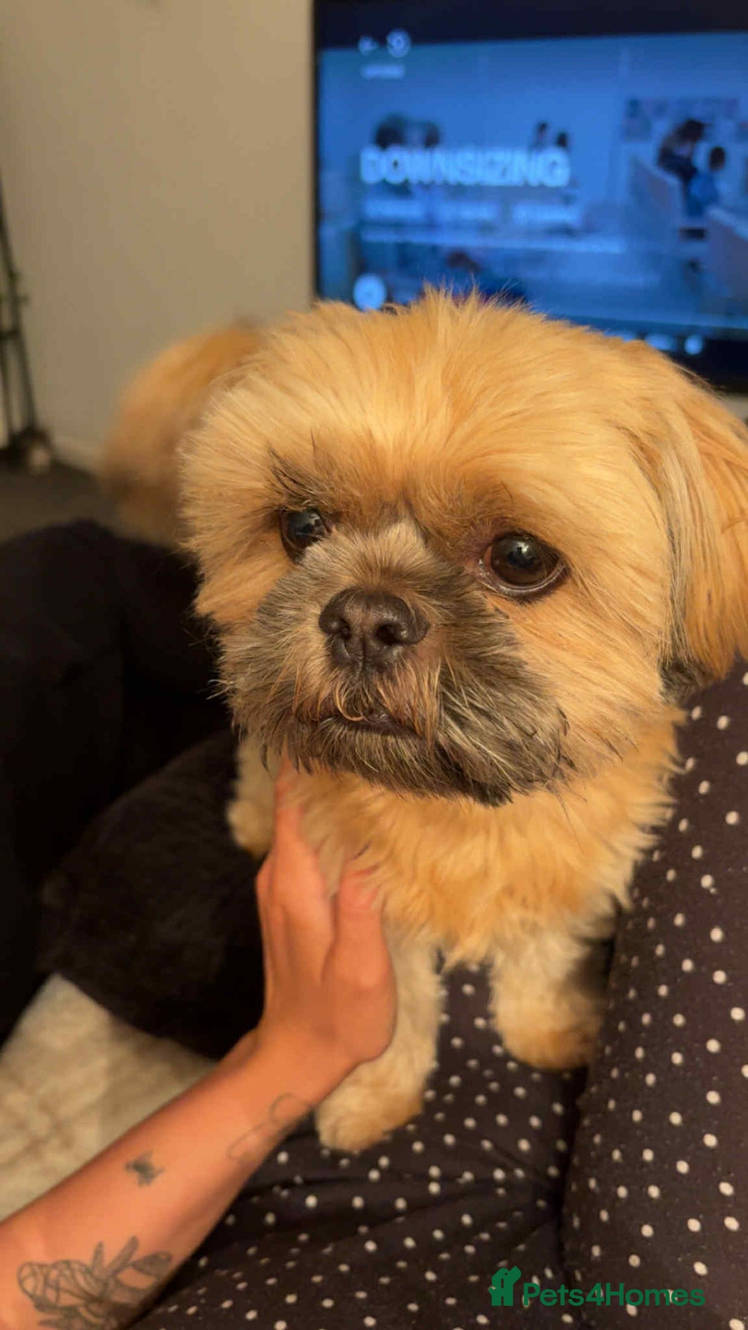 Shih Tzu dogs for sale: Shih tzu older boy - Advert 4