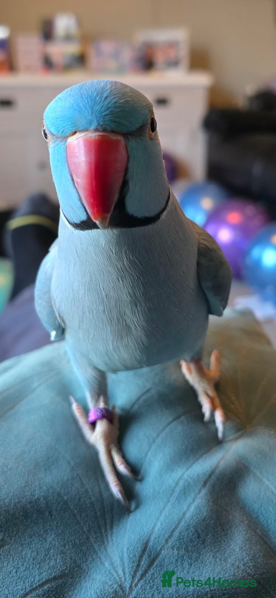 Ringnecks birds Blue Ringneck 5 years old - Advert 1