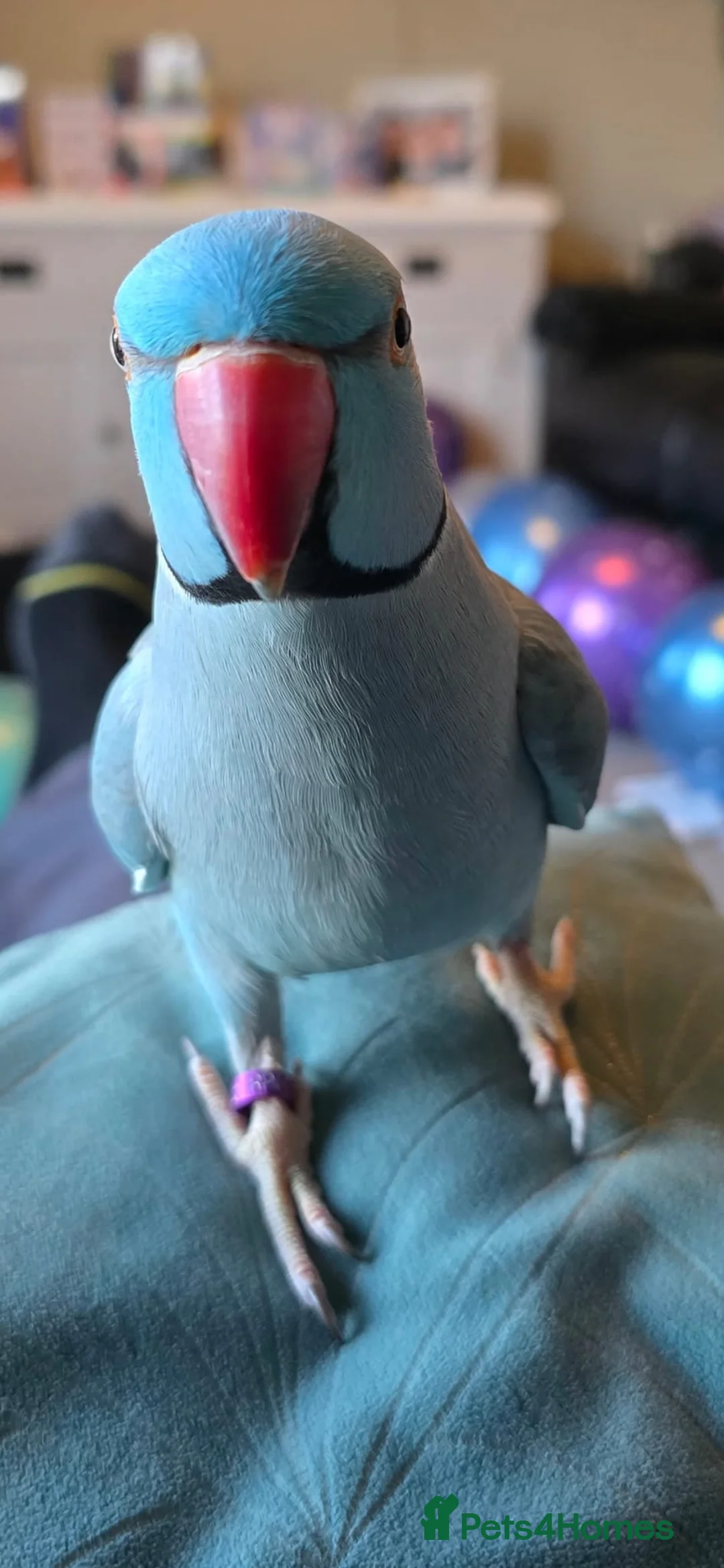 Ringnecks birds for sale: Blue Ringneck 5 years old - Advert 1