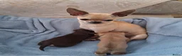 Chihuahua dogs for sale: Chihuahua puppies forsale Boy & Girl - Advert 10