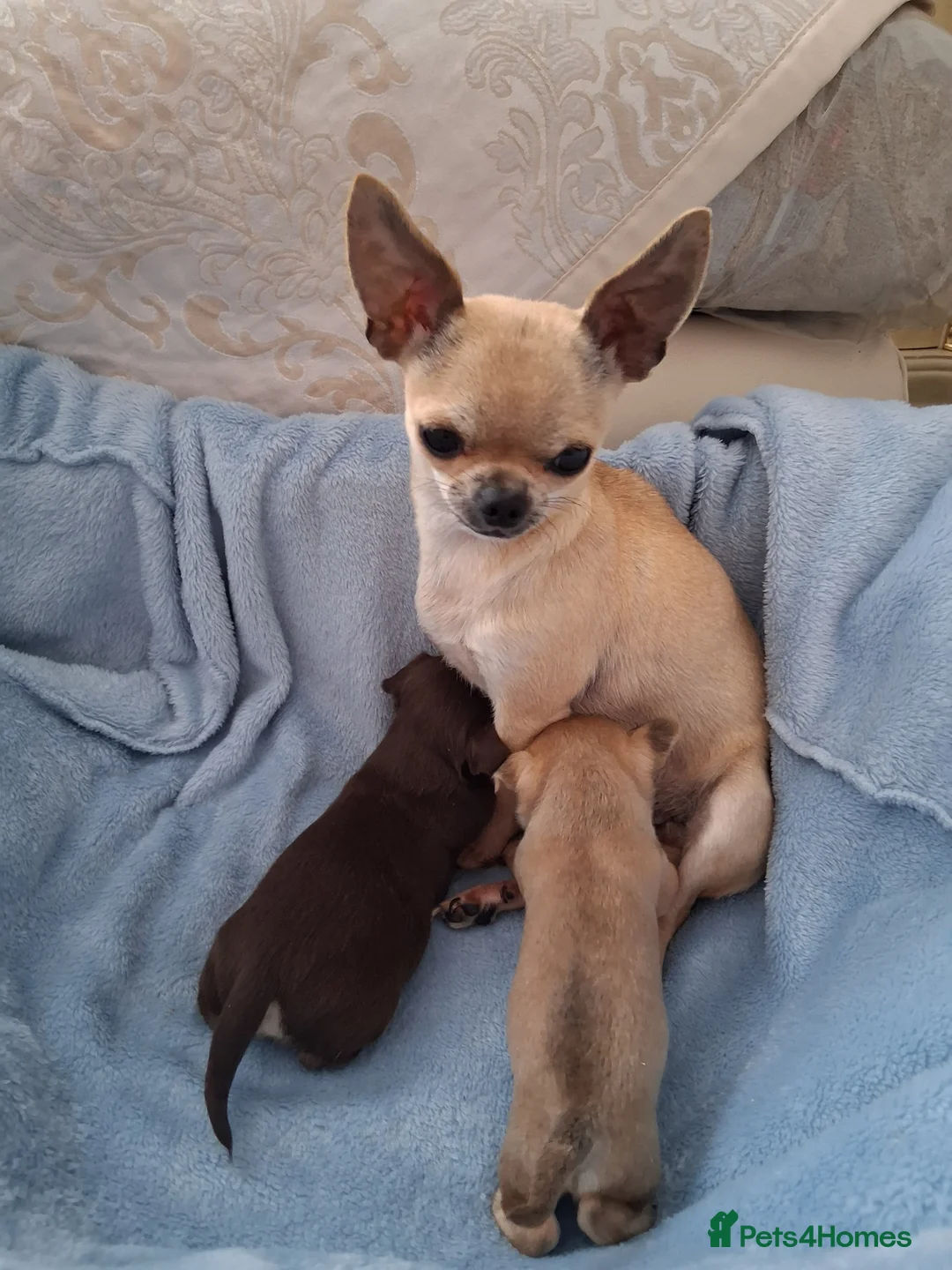 Chihuahua dogs for sale: Chihuahua puppies forsale Boy & Girl - Advert 10