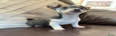 Jack Russell 2