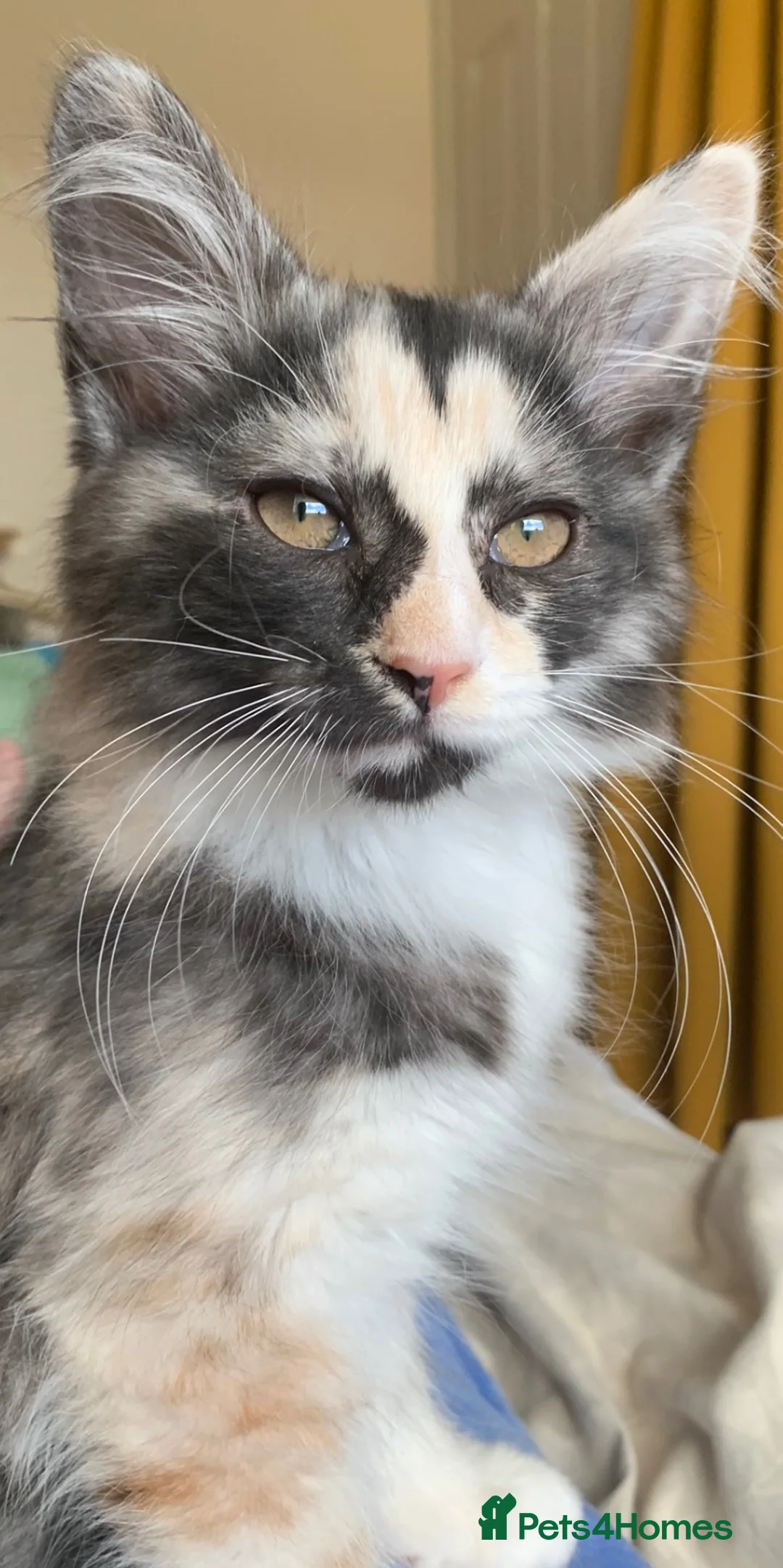 Mixed Breed cats for sale: Female Tortie Rehome - Advert 2