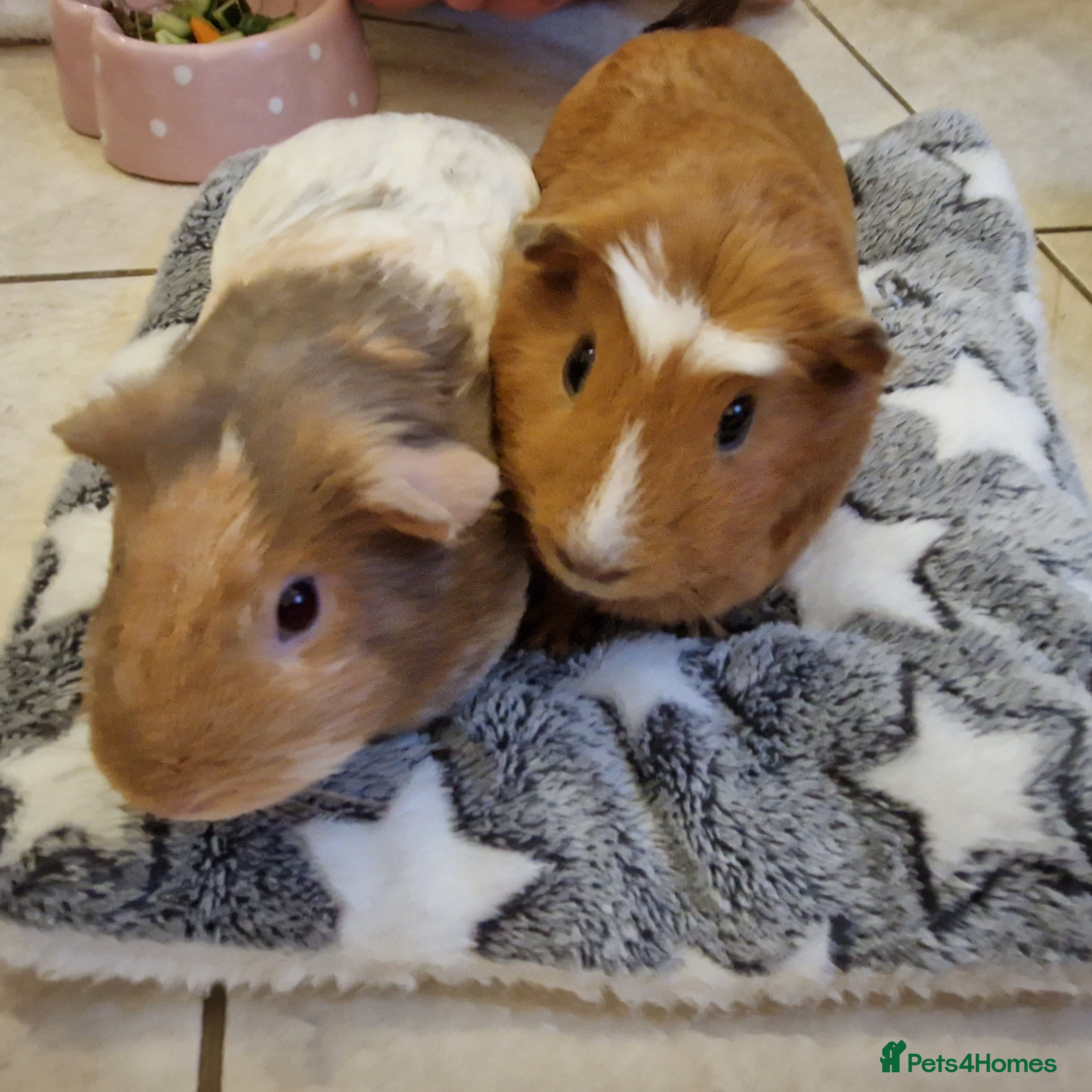 Guinea Pig rodents 2 Female Guinea Pigs  - Advert 1