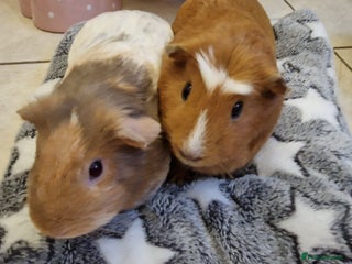 Guinea Pig rodents 2 Female Guinea Pigs - Advert 1