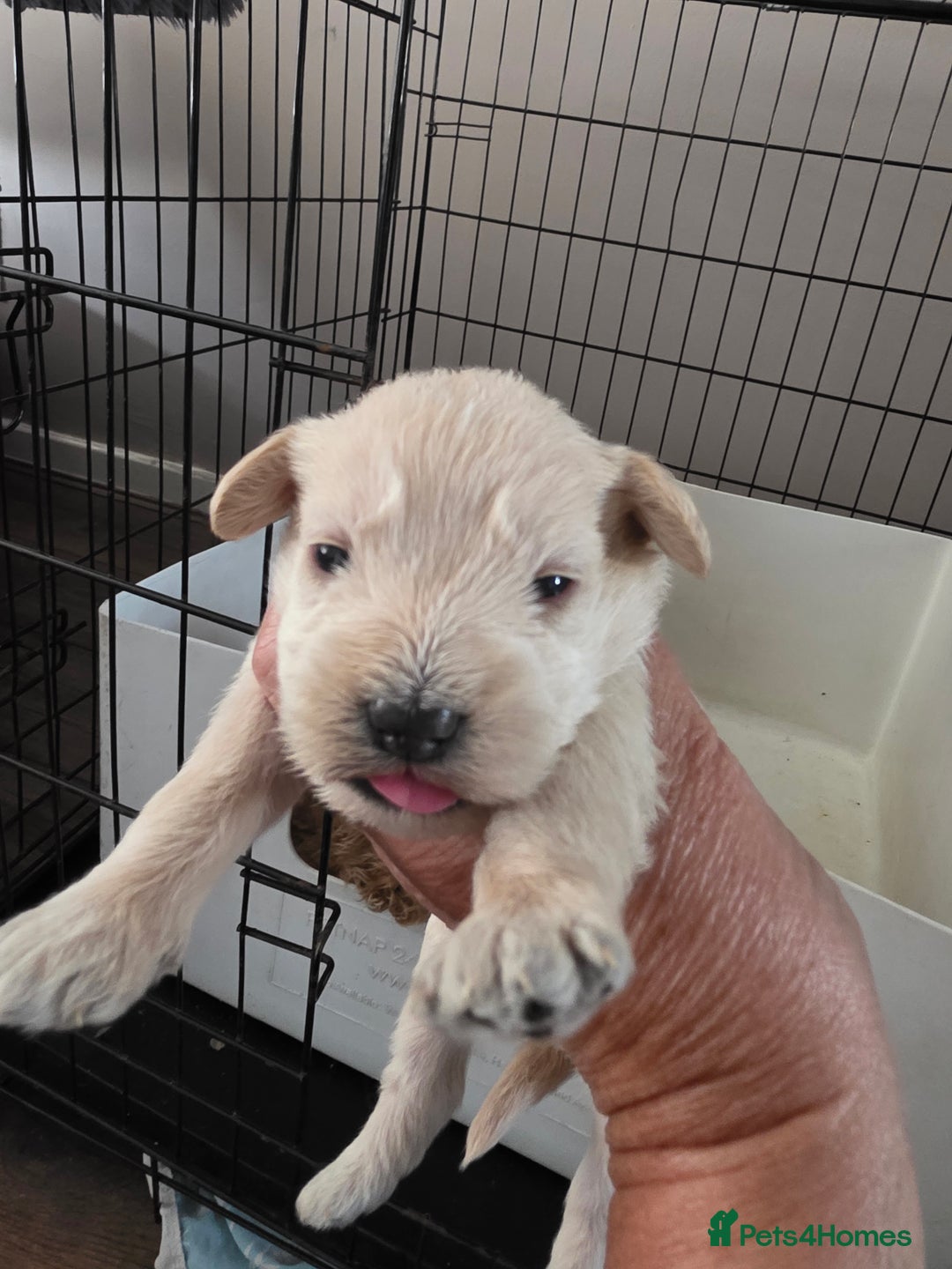 Mixed Breed dogs for sale: Schnockerpoo's - Image 8