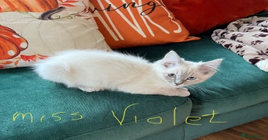 Ragdoll cats - Advert 1