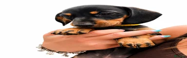 Dachshund 1