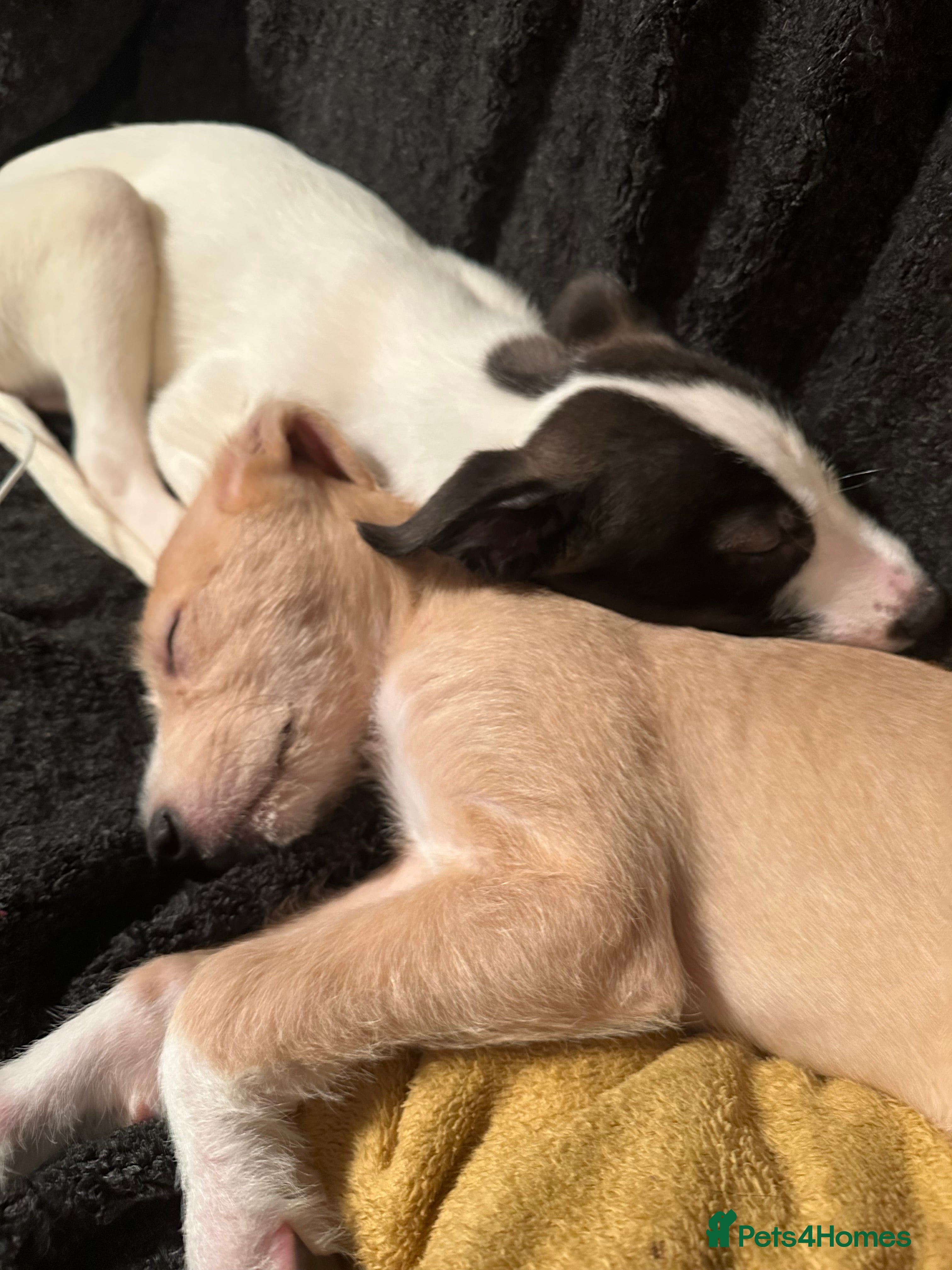 Lurcher dogs Lurcher Puppies for Sale - Advert 7