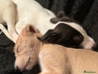Lurcher dogs Lurcher Puppies for Sale - Advert 3