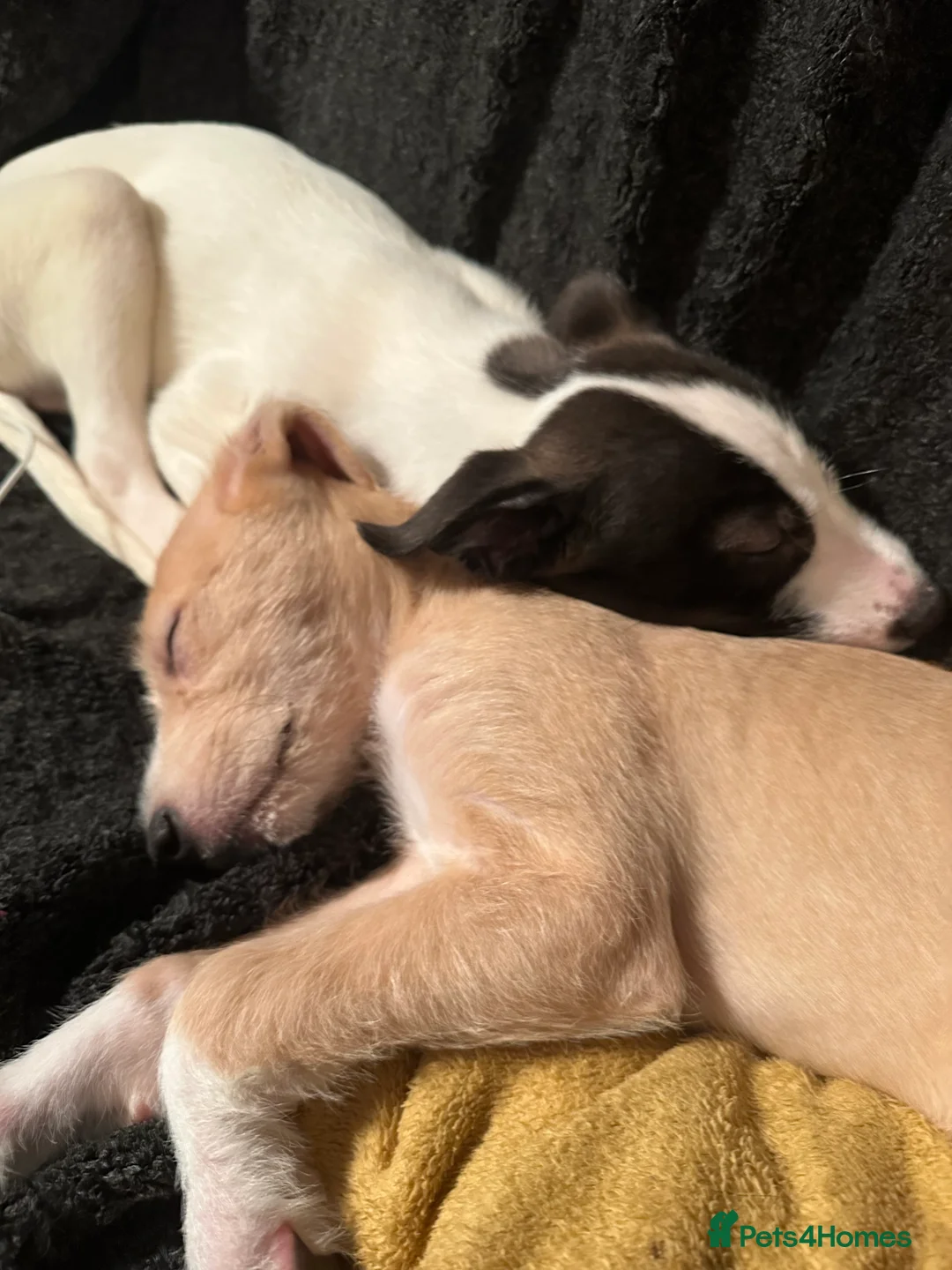 Lurcher dogs for sale: Lurcher Puppies for Sale - Advert 1