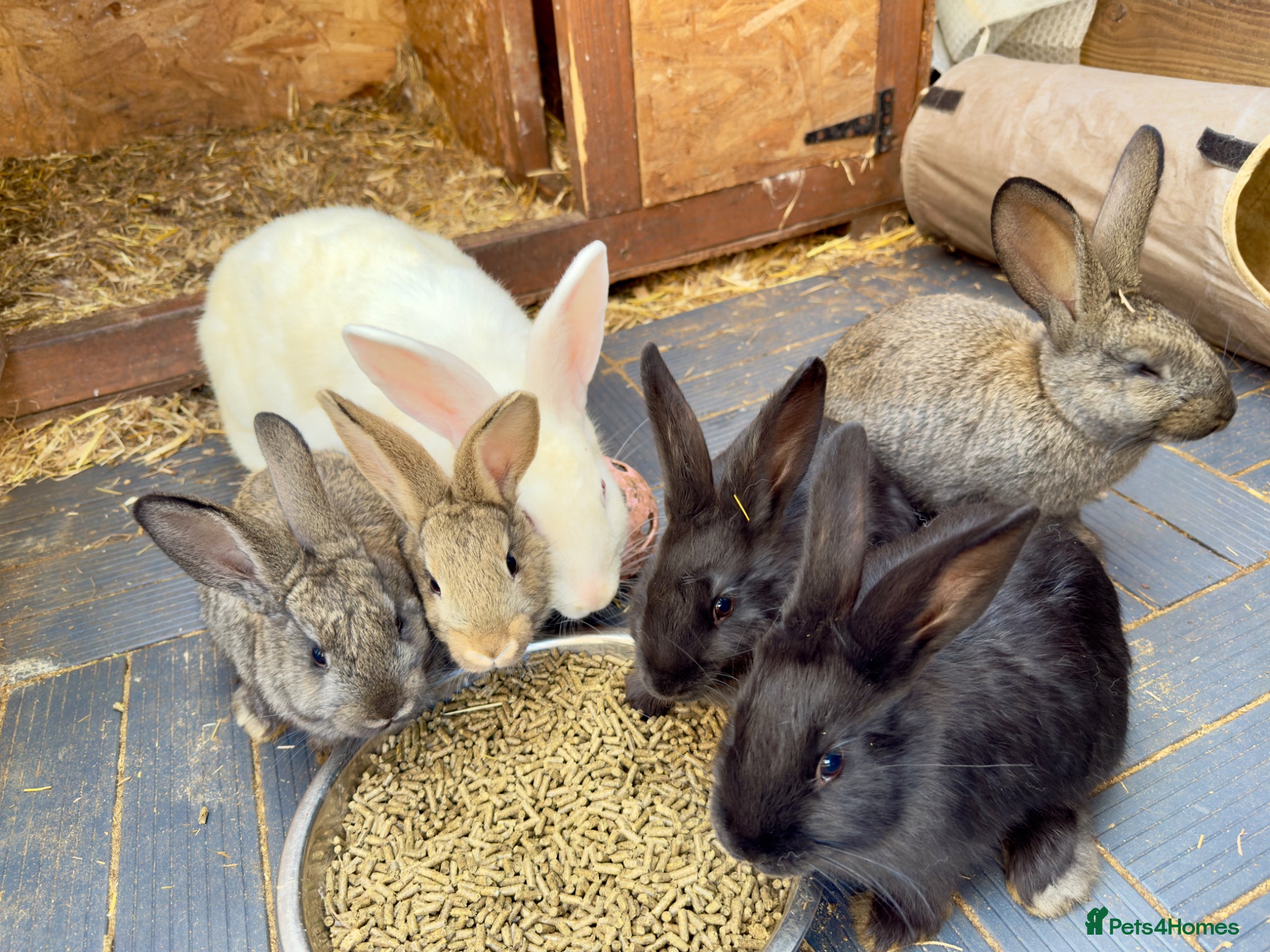 Continental Giant rabbits New Zealand White X’s Bunnies - Advert 1