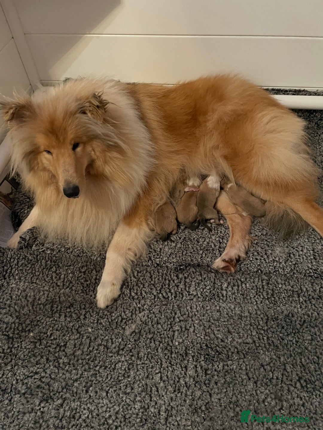 Rough Collie dogs for sale: Sable and white KC registered puppies - Advert 2
