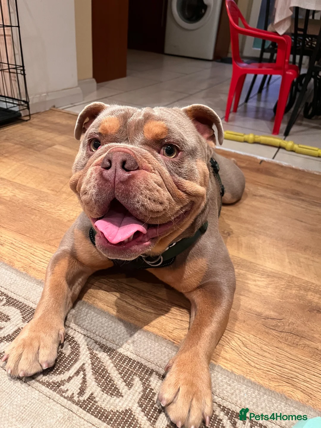English Bulldog dogs for sale: British Bulldog  - Advert 5