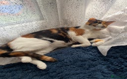 American Shorthair cats for sale: Gorgeous 8 Week Old Kittens - Image 15
