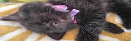 British Shorthair cats for sale:  British Cross Shorthair black Kittens - Advert 24