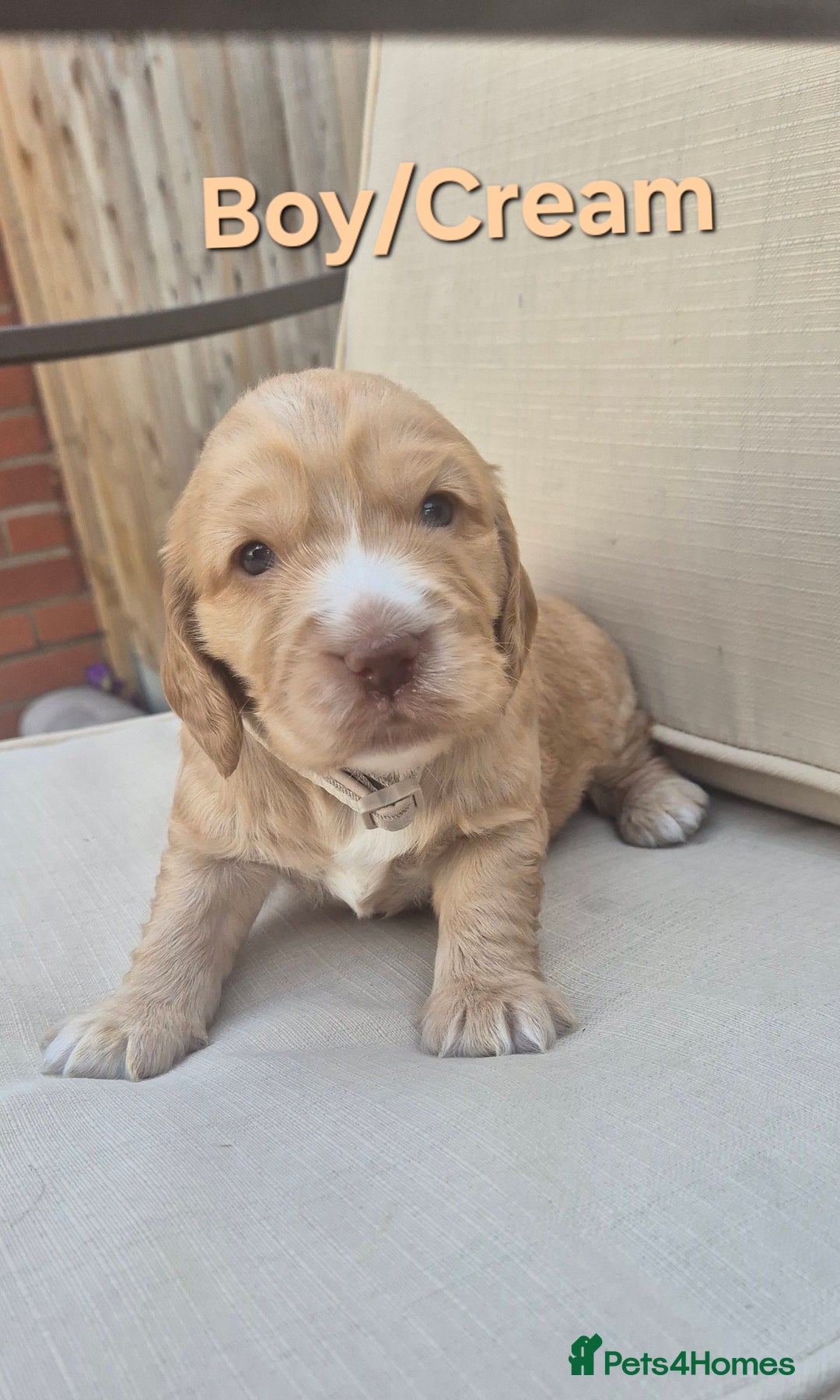 Cocker Spaniel dogs for sale: 🐶 Cocker spaniel Show-type Puppies - Image 7