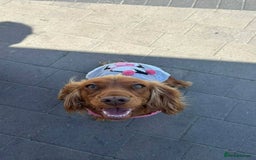 Cocker Spaniel dogs for sale: Gorgeous KC cocker spaniel puppies  - Image 8