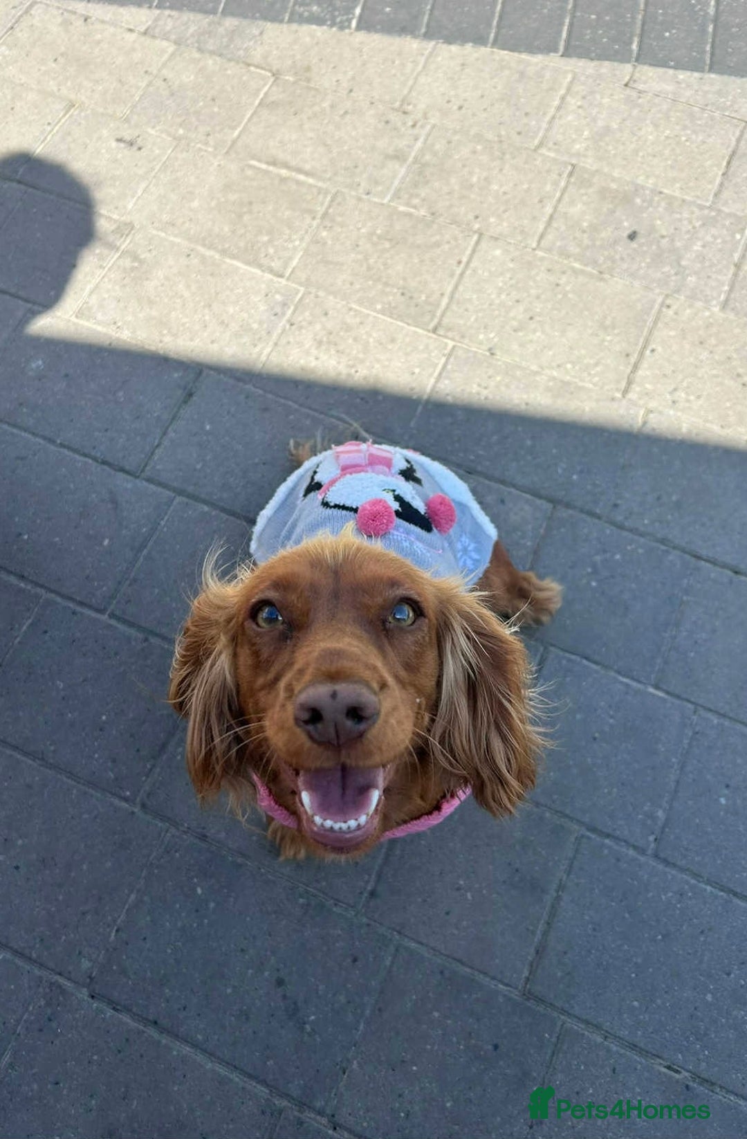 Cocker Spaniel dogs for sale: Gorgeous KC cocker spaniel puppies  - Image 8