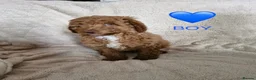 Cockapoo dogs for sale: Miniature cockapoo puppies - Advert 9