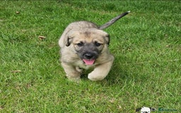 Irish Wolfhound dogs for sale: Irishwolfhounds for sale - Image 5