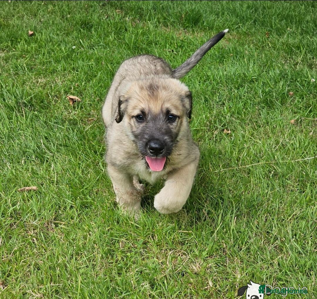 Irish Wolfhound dogs for sale: Irishwolfhounds for sale - Image 5