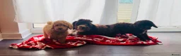 Mini Goldendoodle dogs for sale: READY TO FIND THERE HOME MINI GOLDEN DOODLES - Advert 7