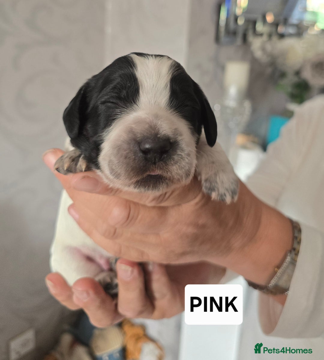 Cocker Spaniel dogs for sale: Pedigree working cocker puppies  - Image 9