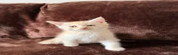 Maine Coon cats for sale: Maine Coon Cross Kittens  - Advert 14