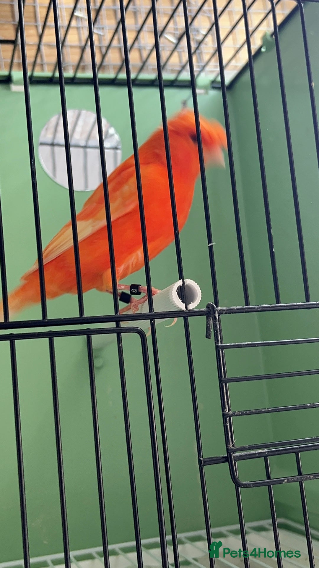 Canaries birds for sale: Canaries for sale  - Advert 7