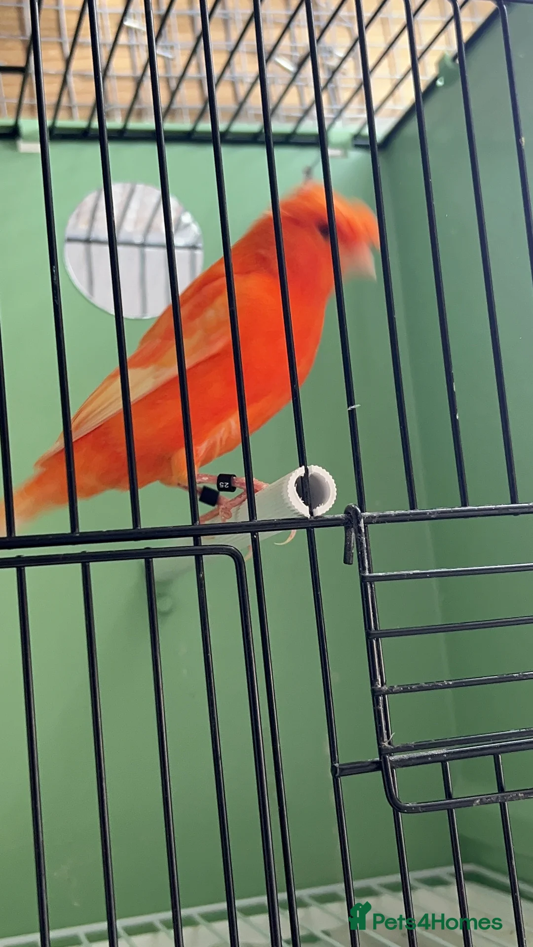 Canaries birds for sale: Canaries for sale  - Advert 7