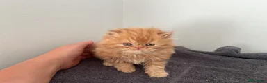 Simba 