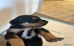 Rottweiler dogs for sale: 2x boys and 6x girls Rottweiler pups  - Image 7