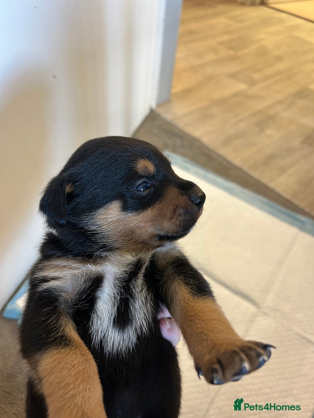 Rottweiler dogs for sale: 2x boys and 6x girls Rottweiler pups  - Image 7