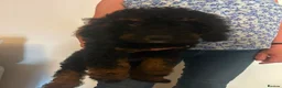Cockapoo dogs for sale: Beautiful 11 Week Old Cockapoo Puppies Ready - Advert 18