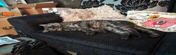 British Shorthair cats for sale: Borris in Bolton - Advert 3