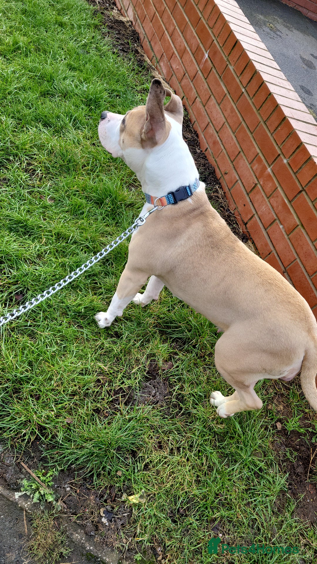 Mixed Breed dogs for sale: Beautiful American bulldog cross - Advert 2