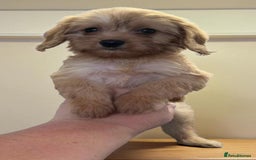 Cavapoo dogs for sale: Cavapoos  - Image 5