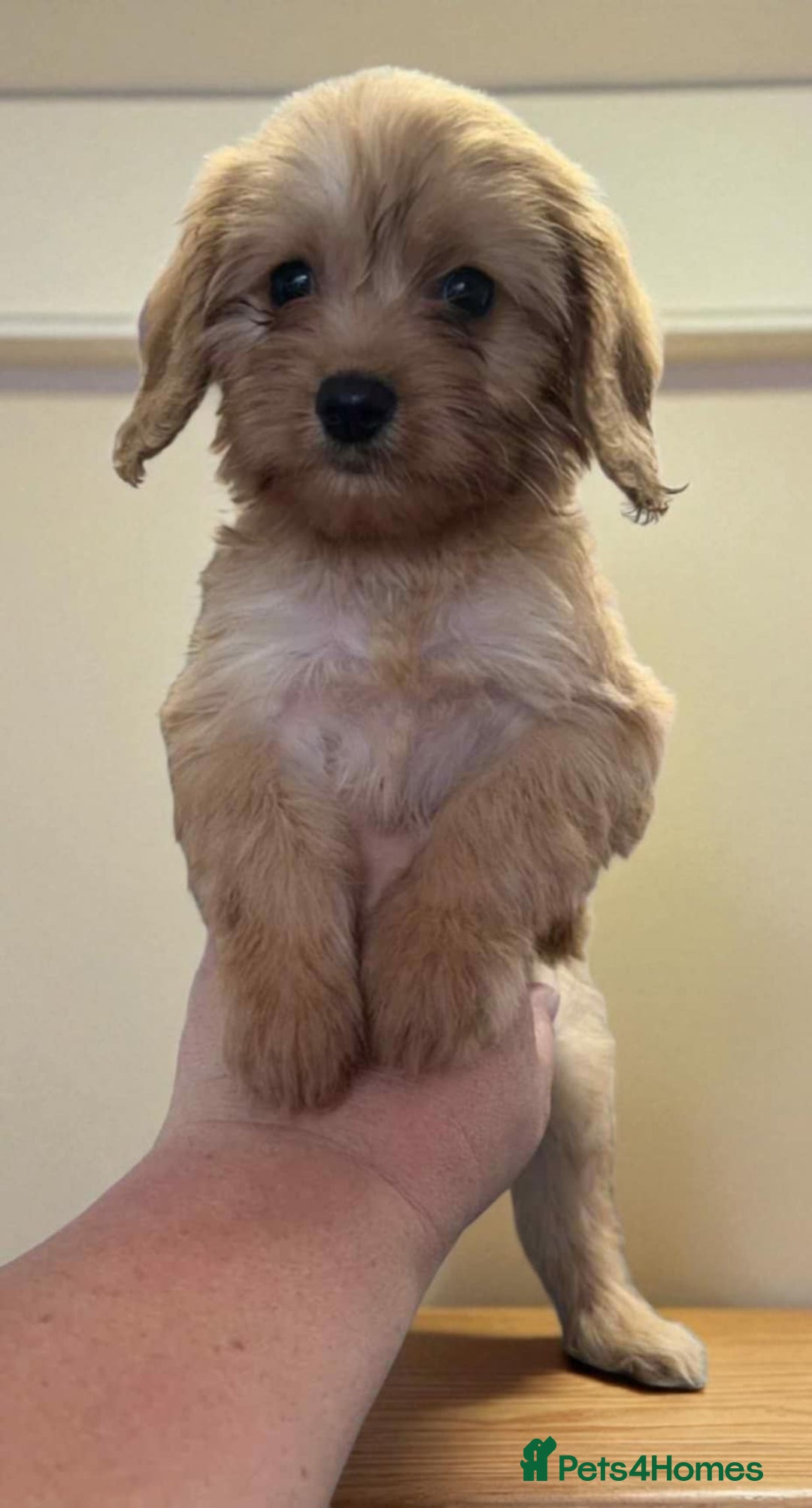 Cavapoo dogs for sale: Cavapoos  - Image 5