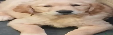Golden Retriever 5