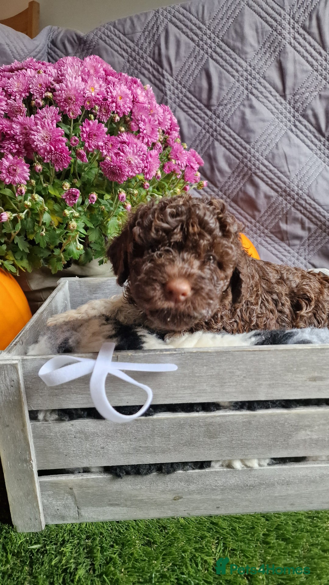 Lagotto Romagnolo dogs for sale: Beautiful Lagotto Romagnolo puppies, KC reg - Image 1