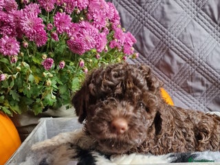 Lagotto Romagnolo dogs - Advert 15