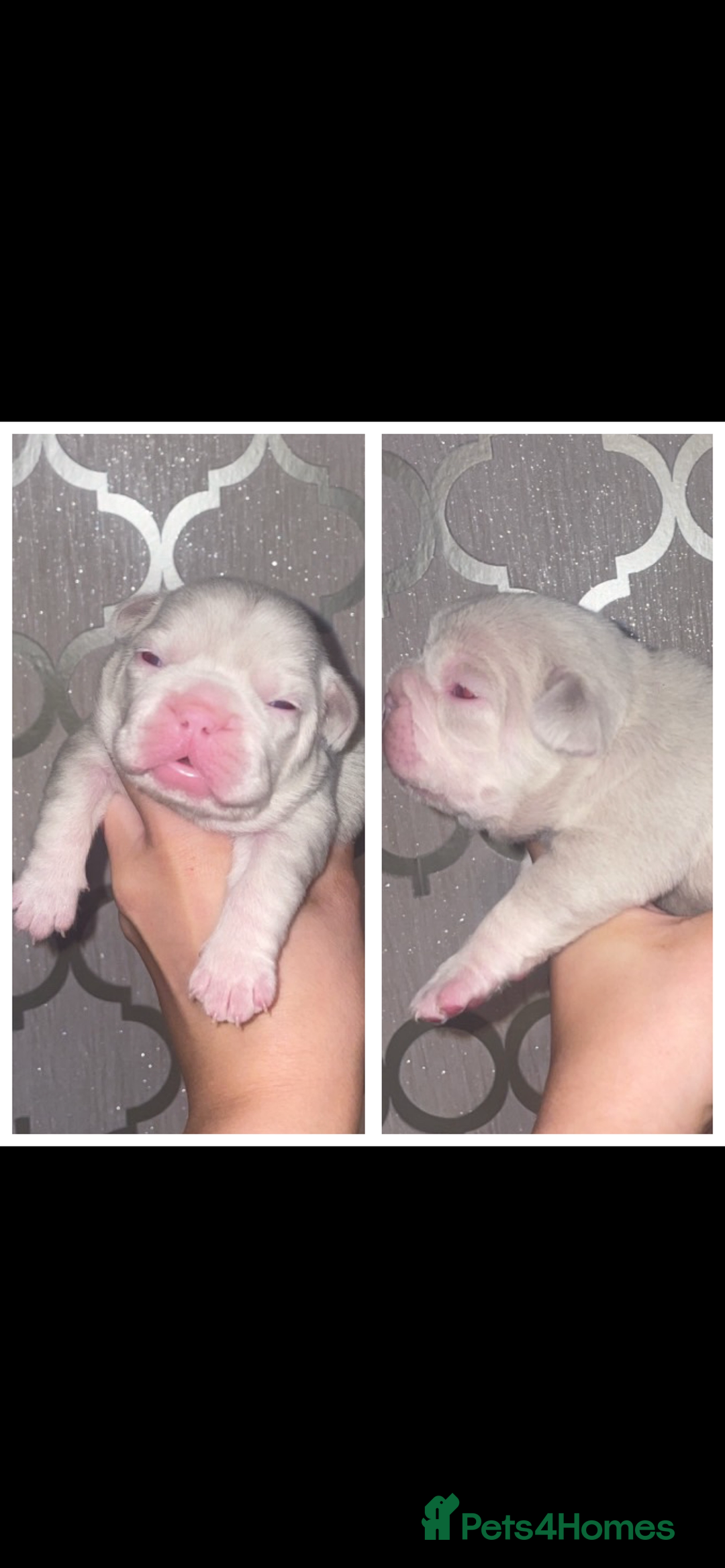French Bulldog dogs for sale: 8 weeks-Stunning Pink & lilac French bulldog pups  - Image 15