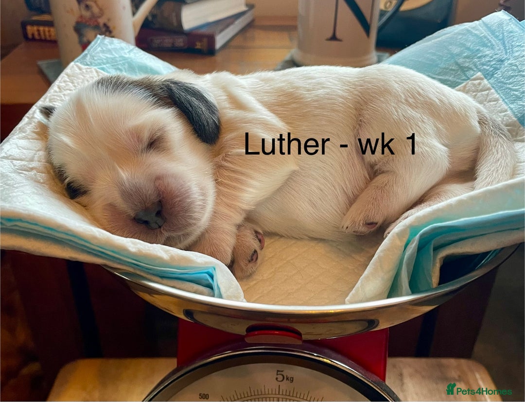 Cocker Spaniel dogs for sale: Your “furever” friend is here - Advert 31