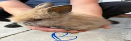 Lionhead rabbits for sale: Lionhead - Advert 2