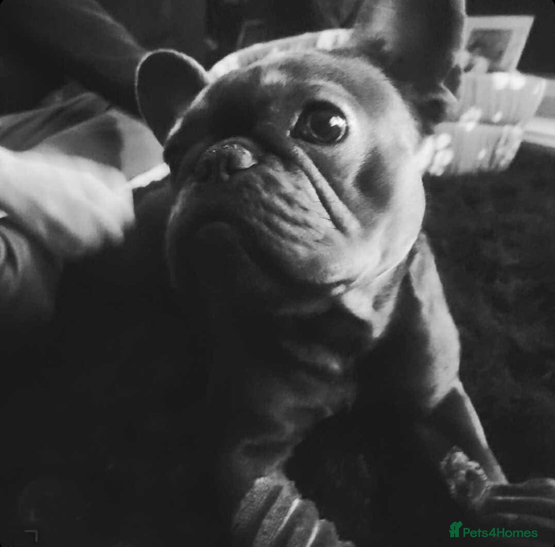 French Bulldog dogs for sale: Frenchie - Advert 3