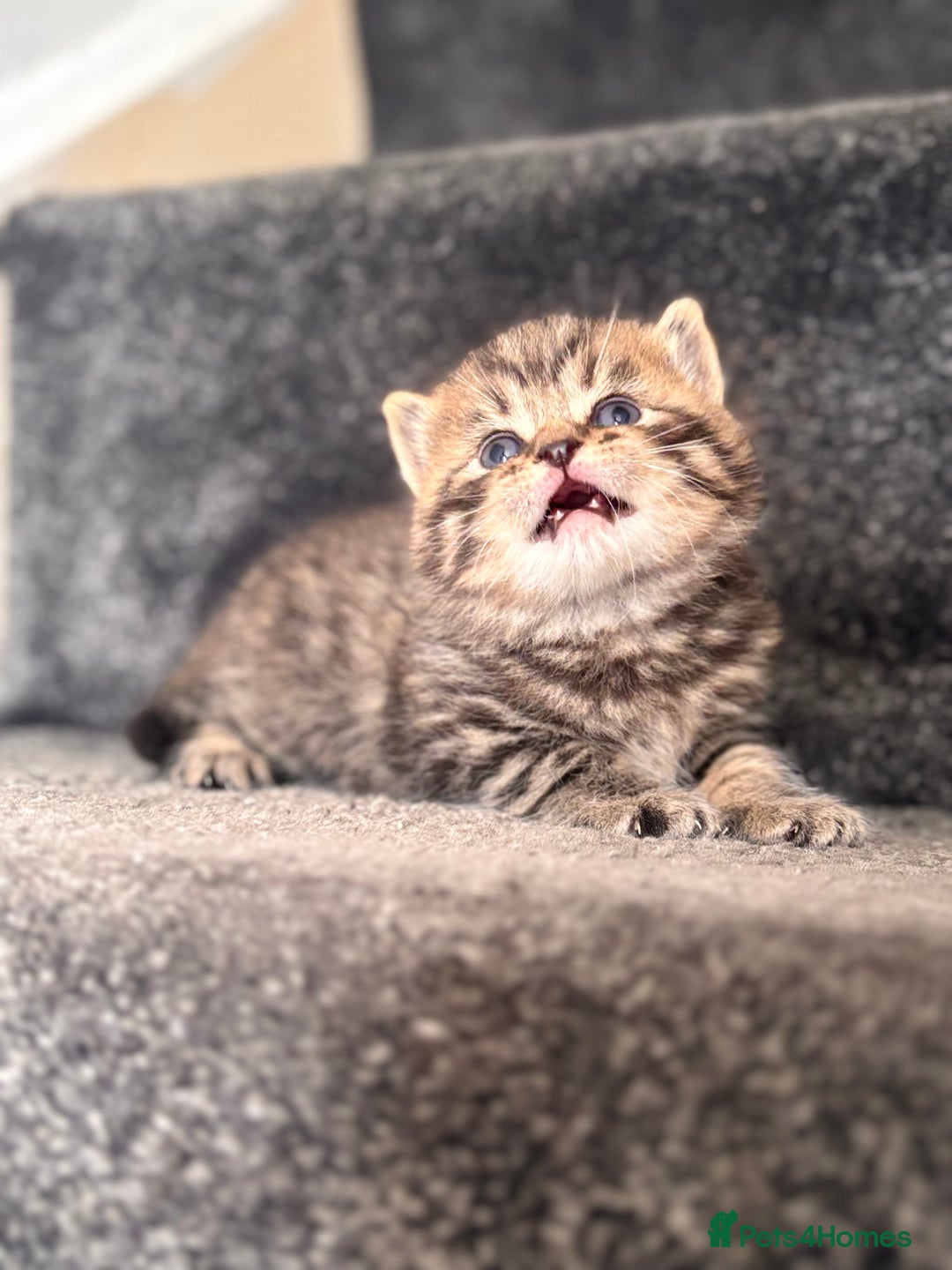 British Shorthair cats for sale: British shorthair kittens - Image 17