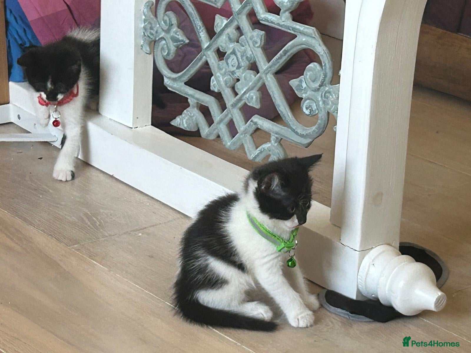 Mixed Breed cats beautiful shorthair/longhair kittens  - Advert 2