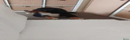 Bernese Mountain Dog dogs for sale: 11 month old Bernese Mountain Girl - Advert 3